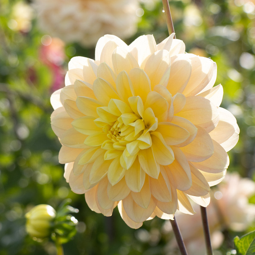 Dahlia 'Day Dreamer'