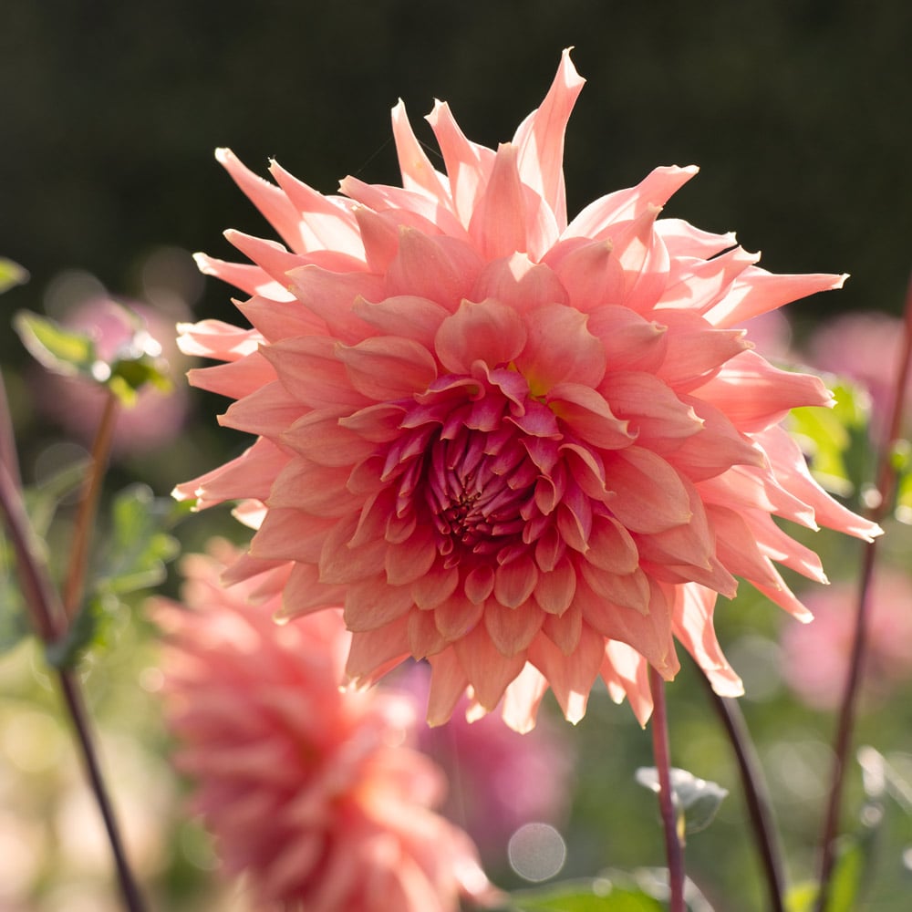 Dahlia 'Terracotta'