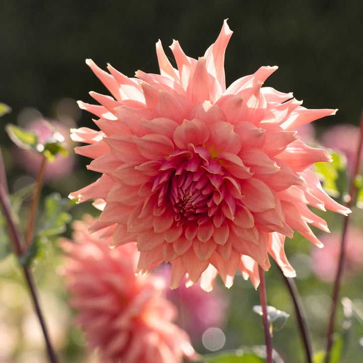 Dahlia 'Terracotta'