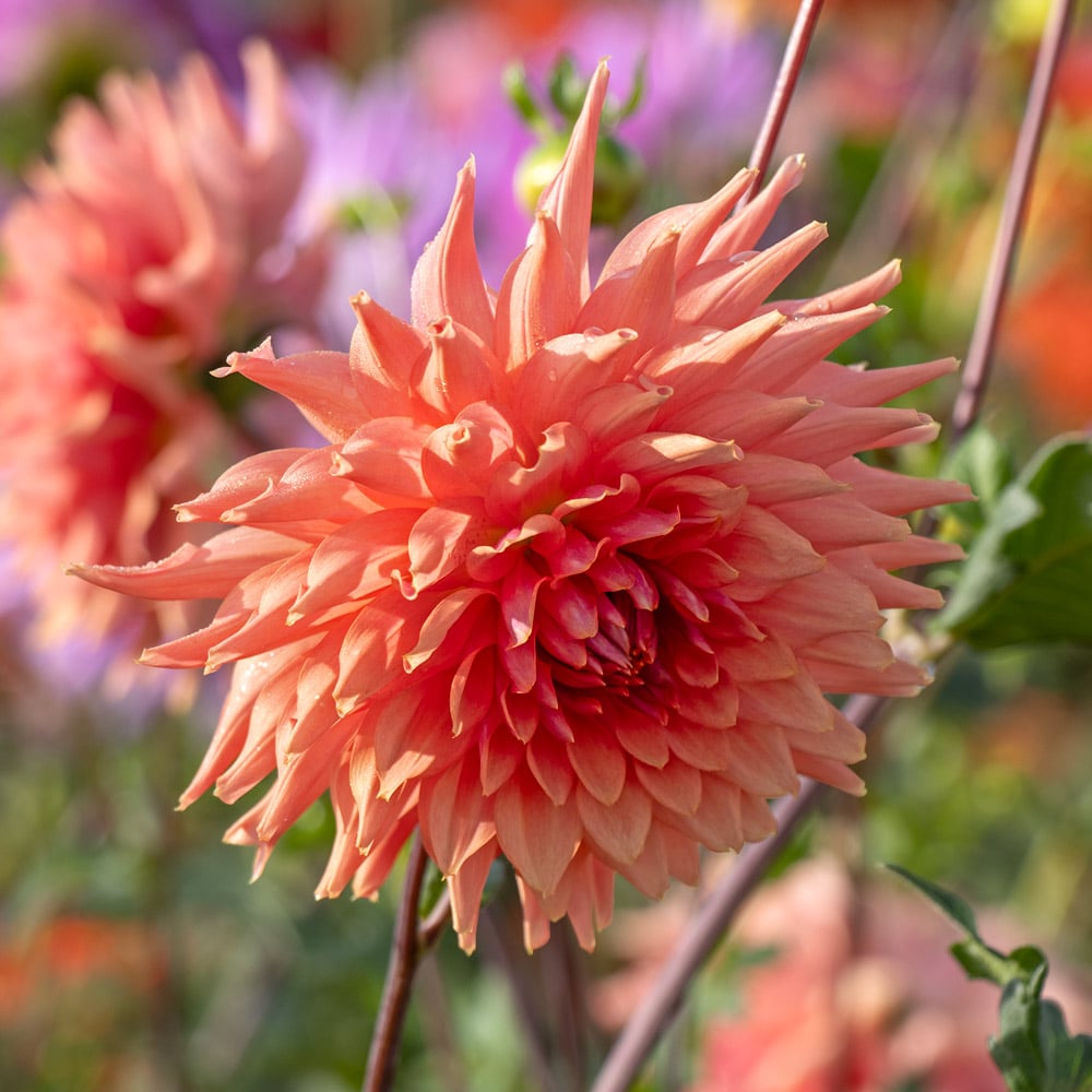 Dahlia 'Terracotta'