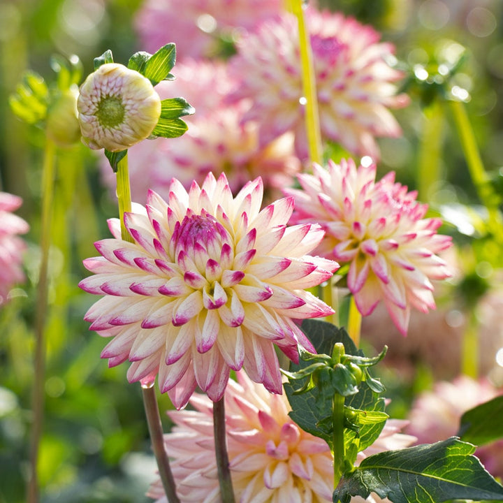 Dahlia 'Valley Porcupine'