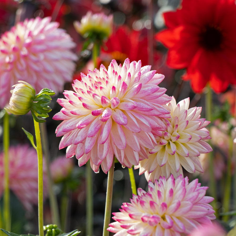 Dahlia 'Valley Porcupine'