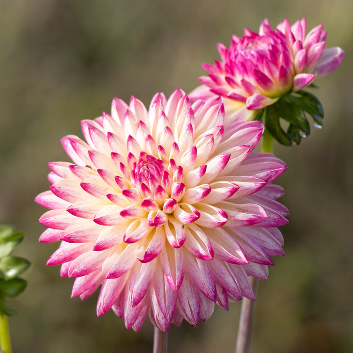 Dahlia 'Valley Porcupine'
