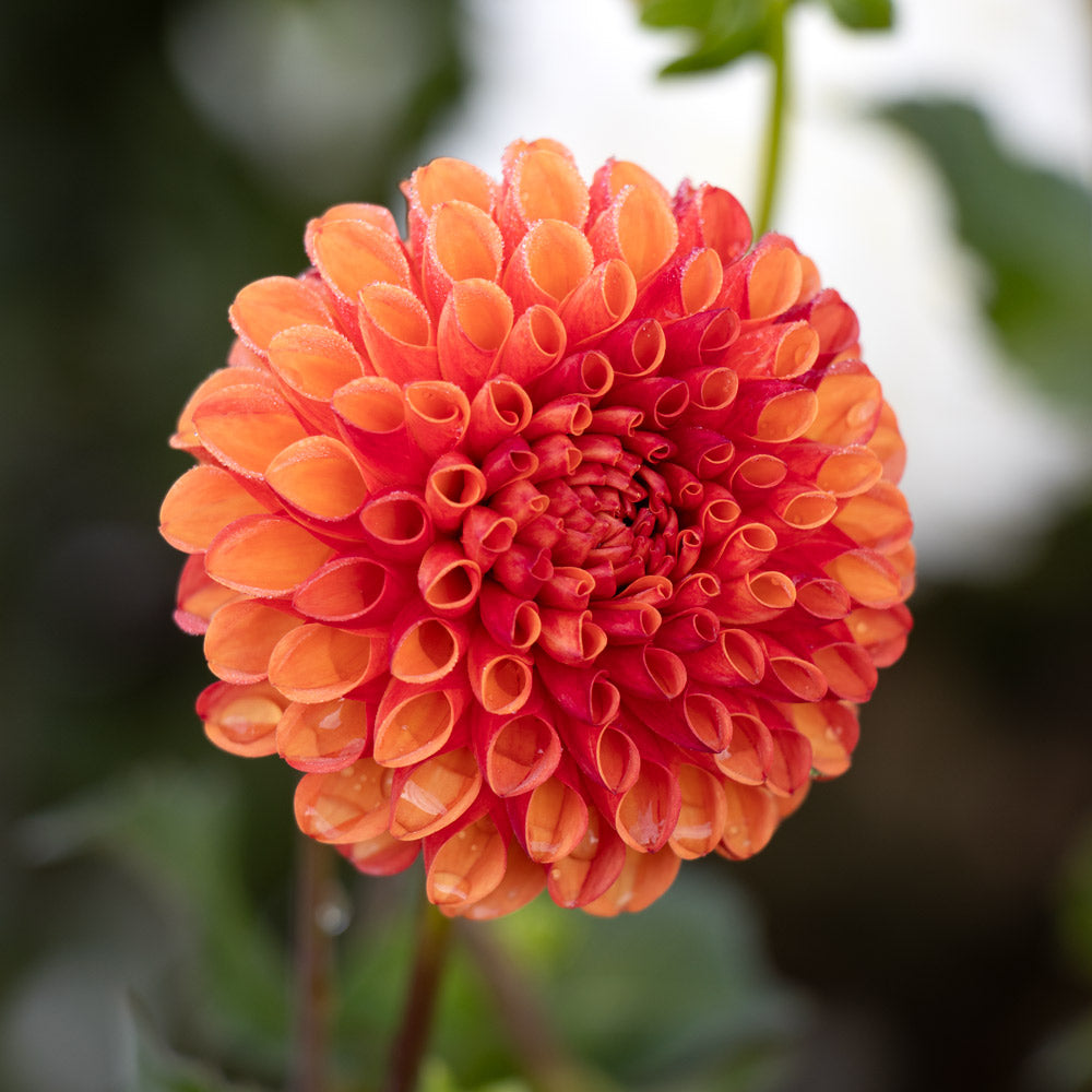 Dahlia 'Valley Rust Bucket'