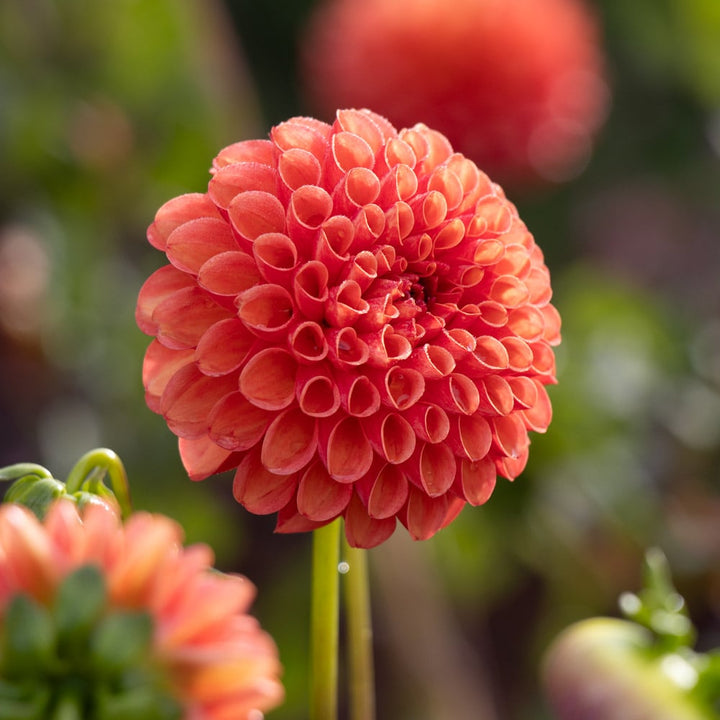 Dahlia 'Valley Rust Bucket'