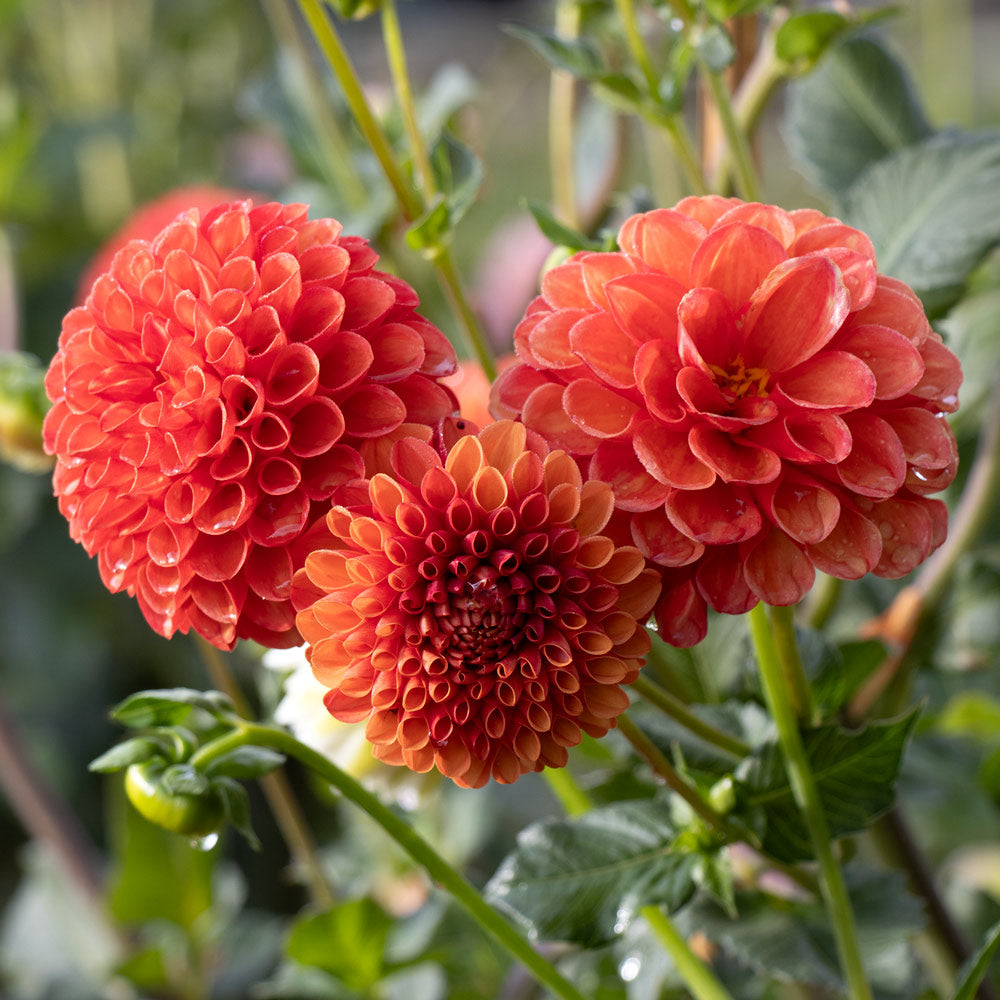 Dahlia 'Valley Rust Bucket'