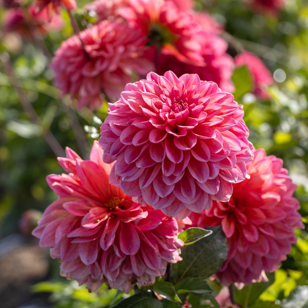 Dahlia 'Salmon Runner'