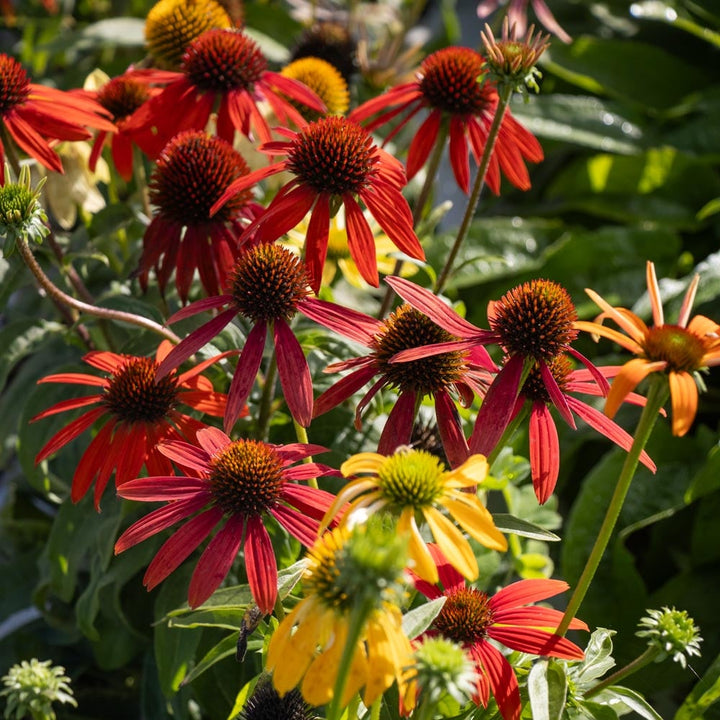 Echinacea 'Cheyenne Spirit'