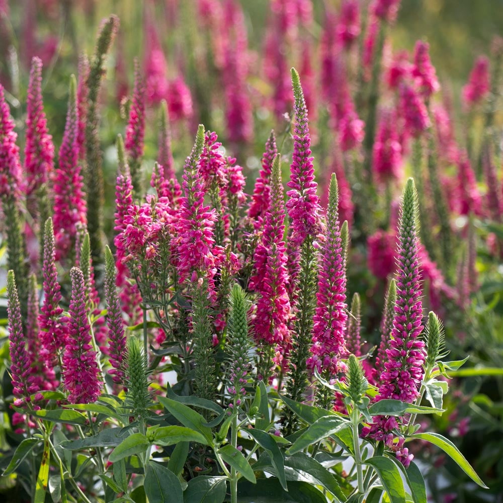 Veronica longifolia Vernique® 'Raspberry'