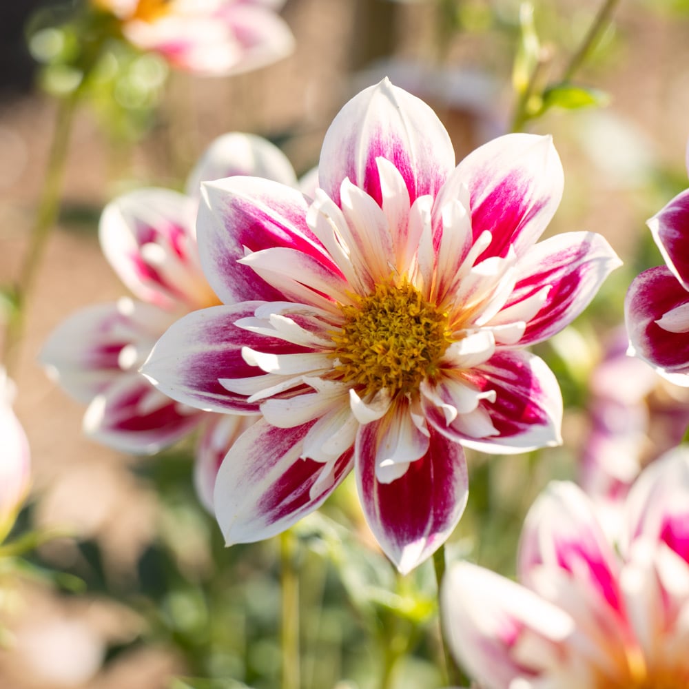 Dahlia 'Fashion Monger'