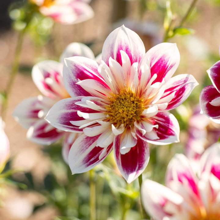 Dahlia 'Fashion Monger'