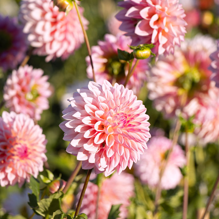 Dahlia 'Coralie'
