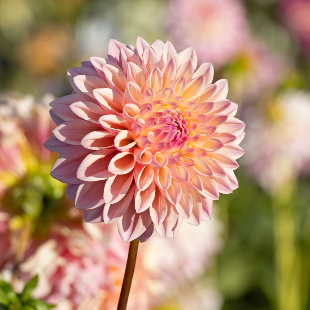 Dahlia 'Coralie'