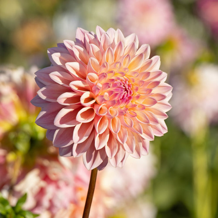 Dahlia 'Coralie'