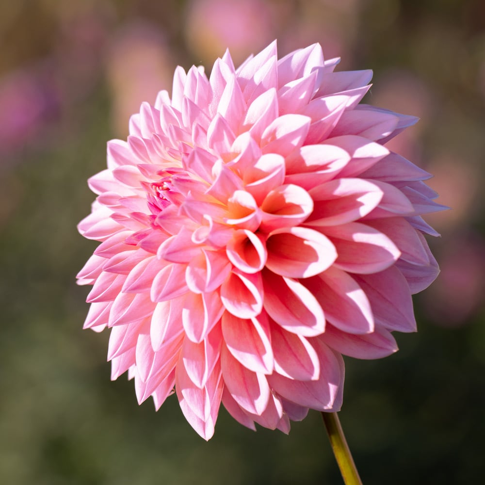 Dahlia 'Coralie'
