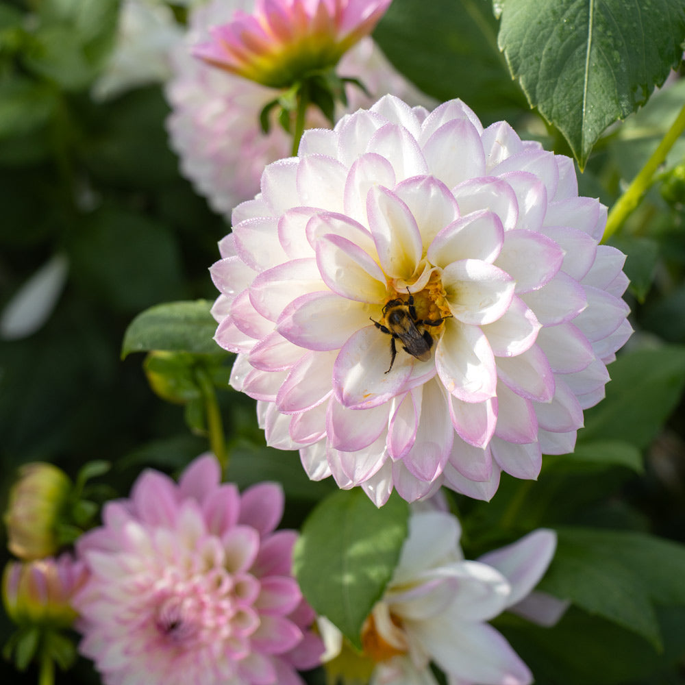 Dahlia 'Arbatax'