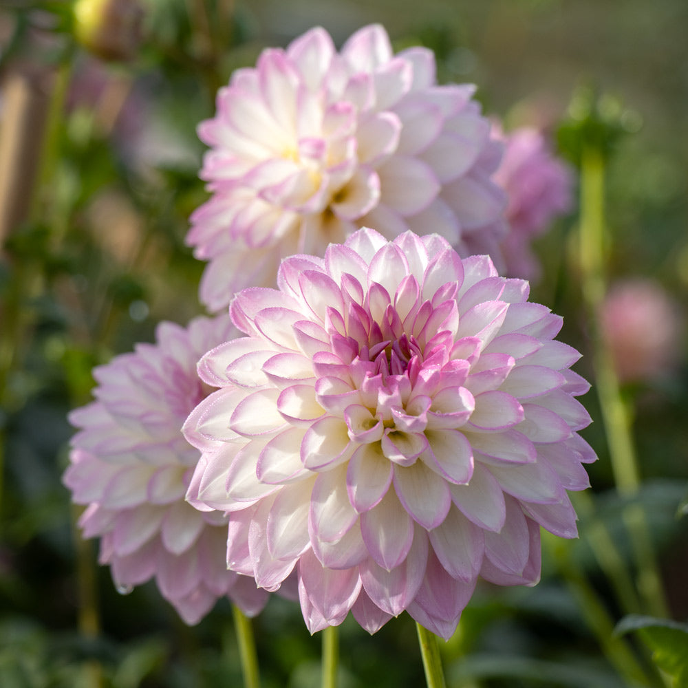 Dahlia 'Arbatax'