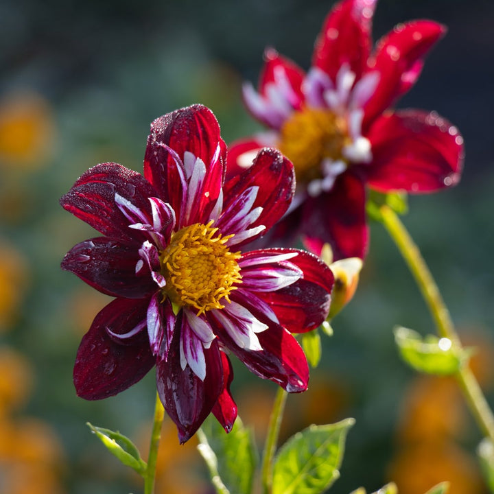 Dahlia 'Night Butterfly'