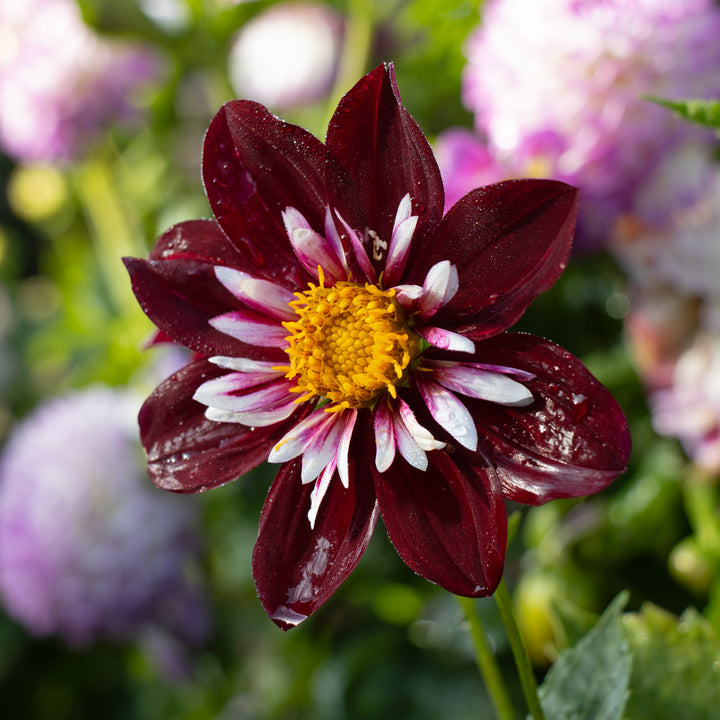 Dahlia 'Night Butterfly'