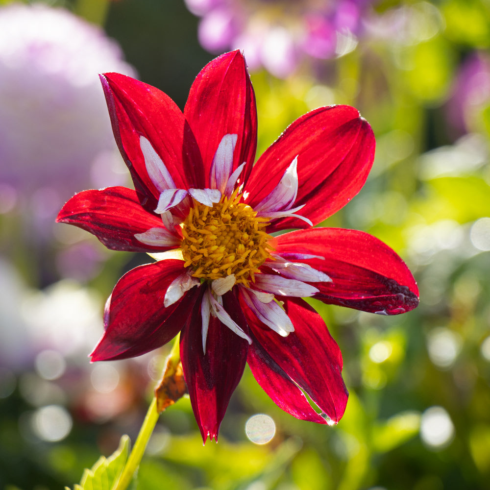Dahlia 'Night Butterfly'