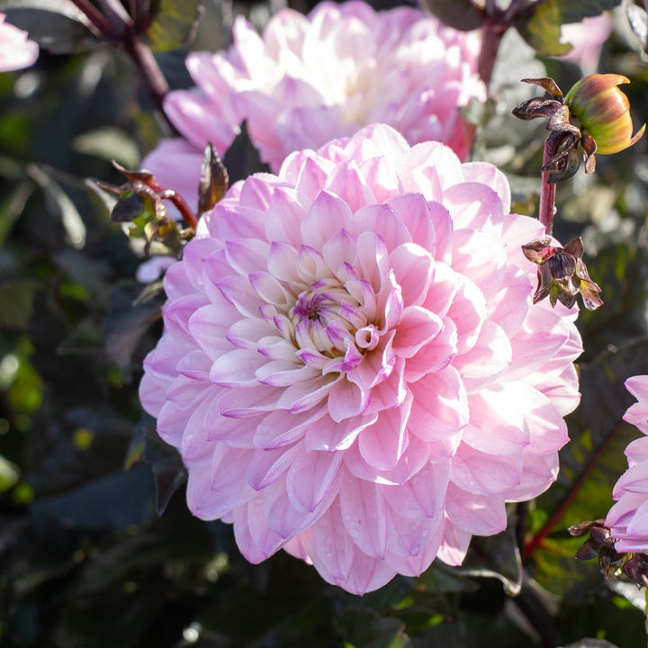 Dahlia 'Melody Harmony'