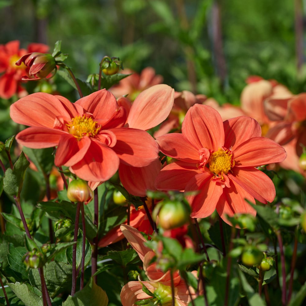 Dahlia 'G. F. Hemerick'