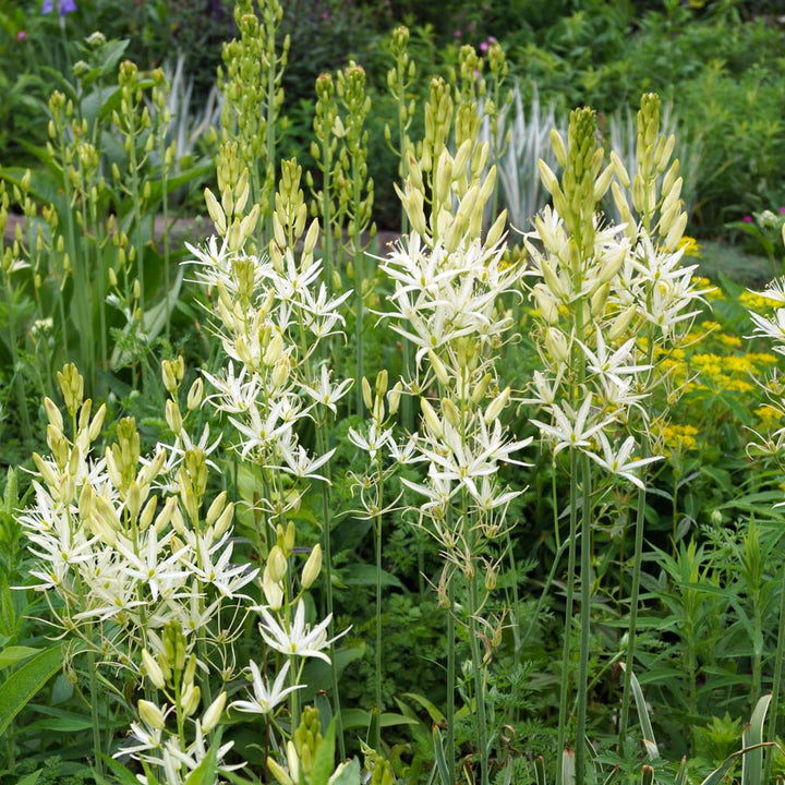 Camassia leichtlinii 'Sacajawea'