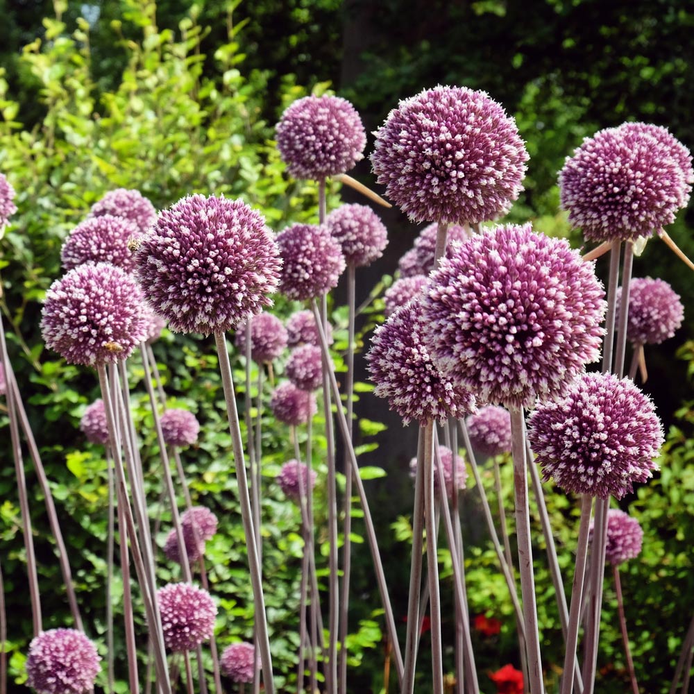 Allium 'Summer Drummer'
