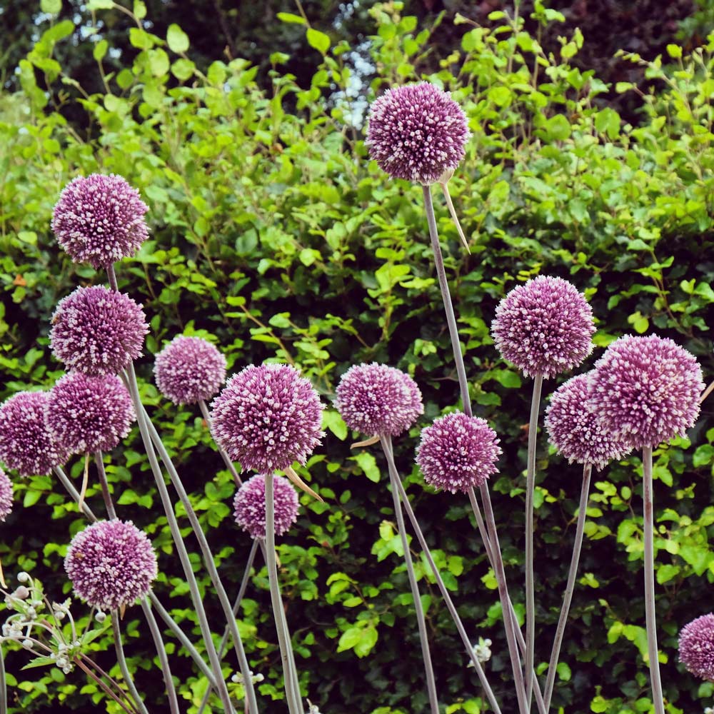 Allium 'Summer Drummer'