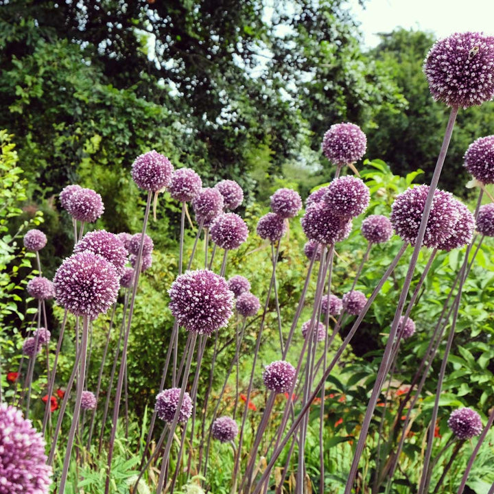 Allium 'Summer Drummer'