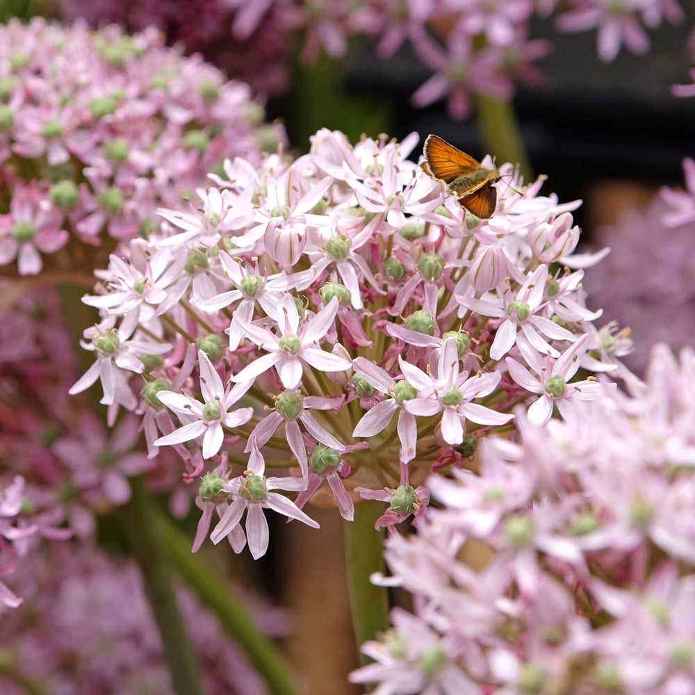 Allium 'Pink Jewel'