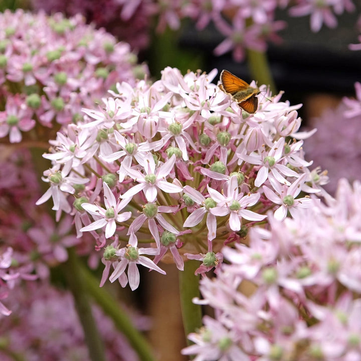 Allium 'Pink Jewel'
