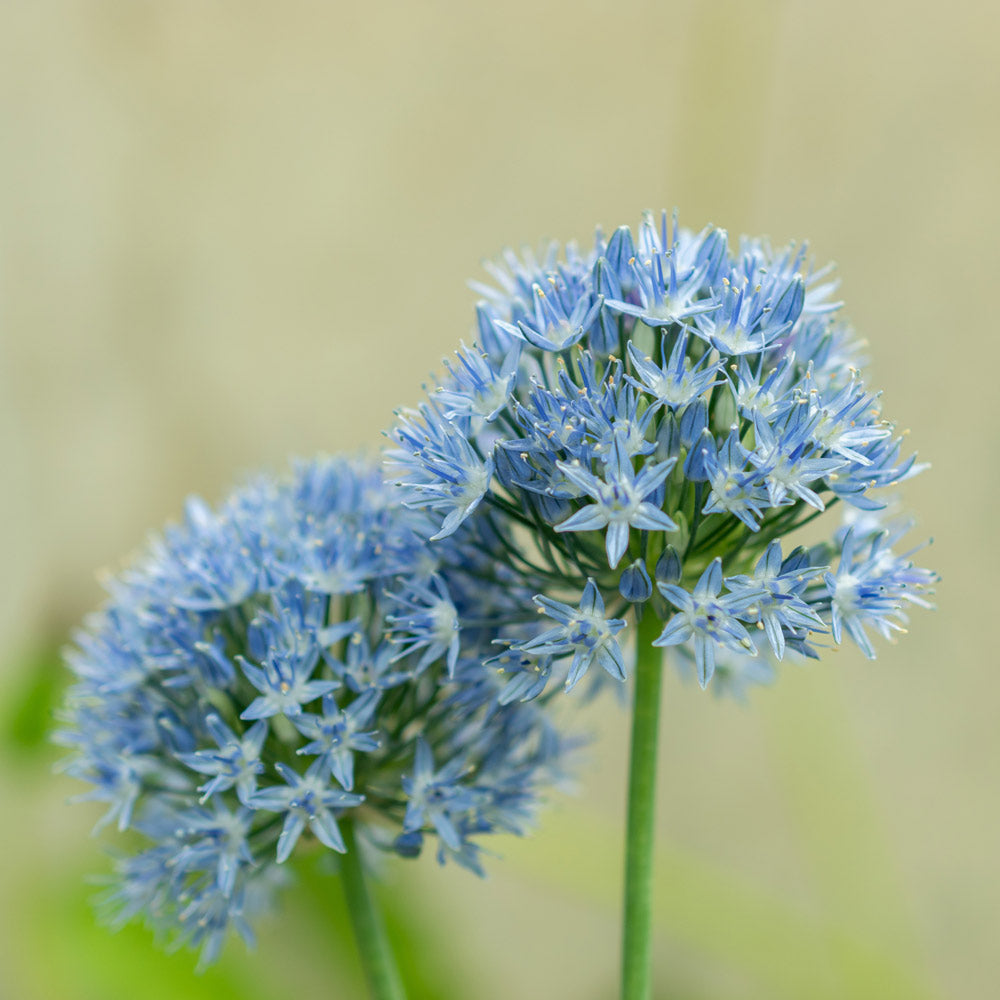Allium caeruleum