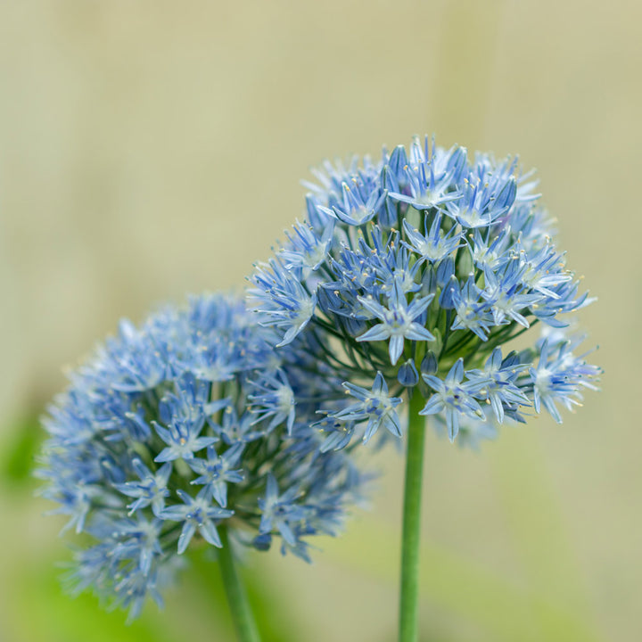 Allium caeruleum