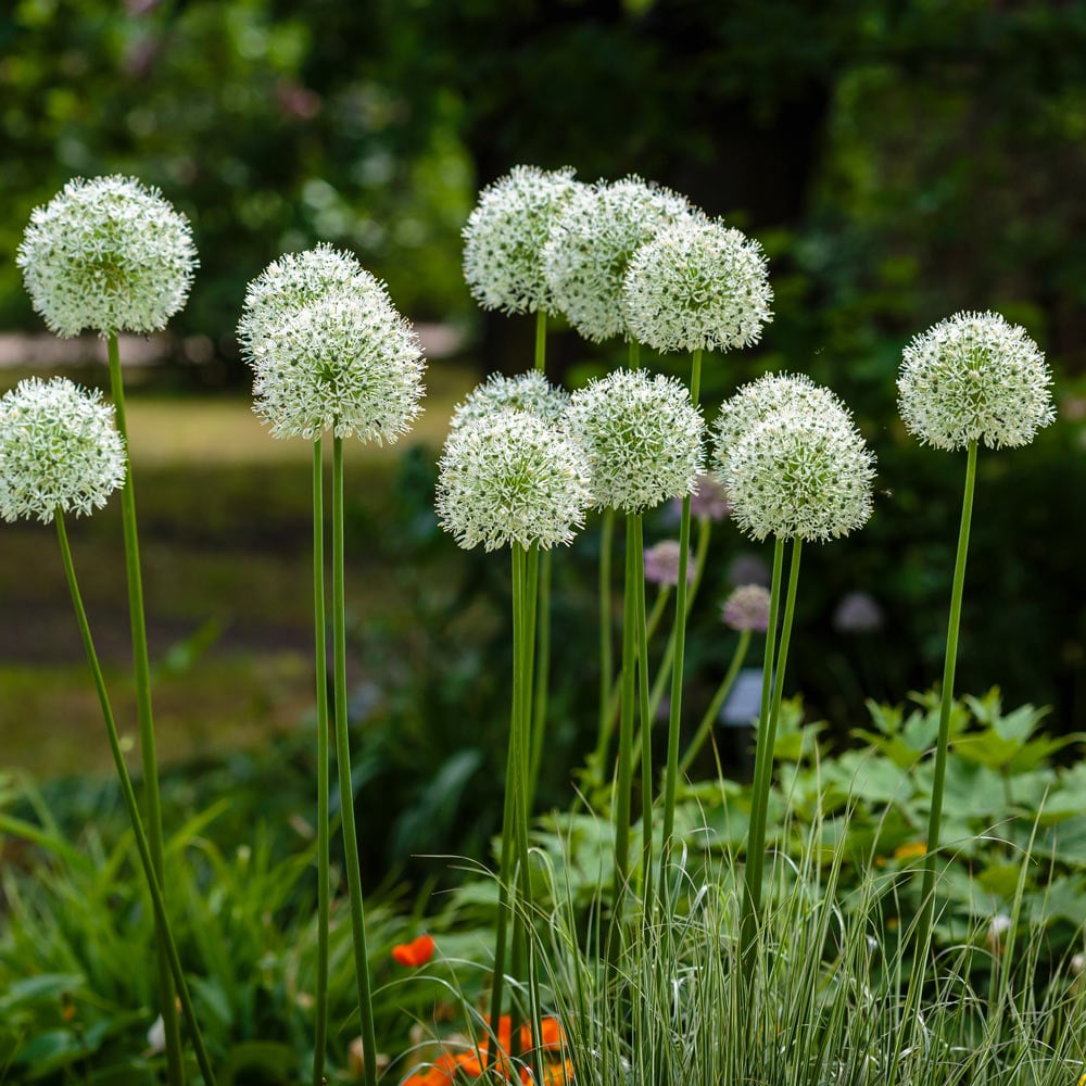 Allium stipitatum 'White Giant'