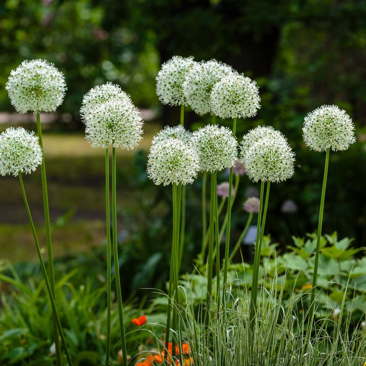 Allium stipitatum 'White Giant'