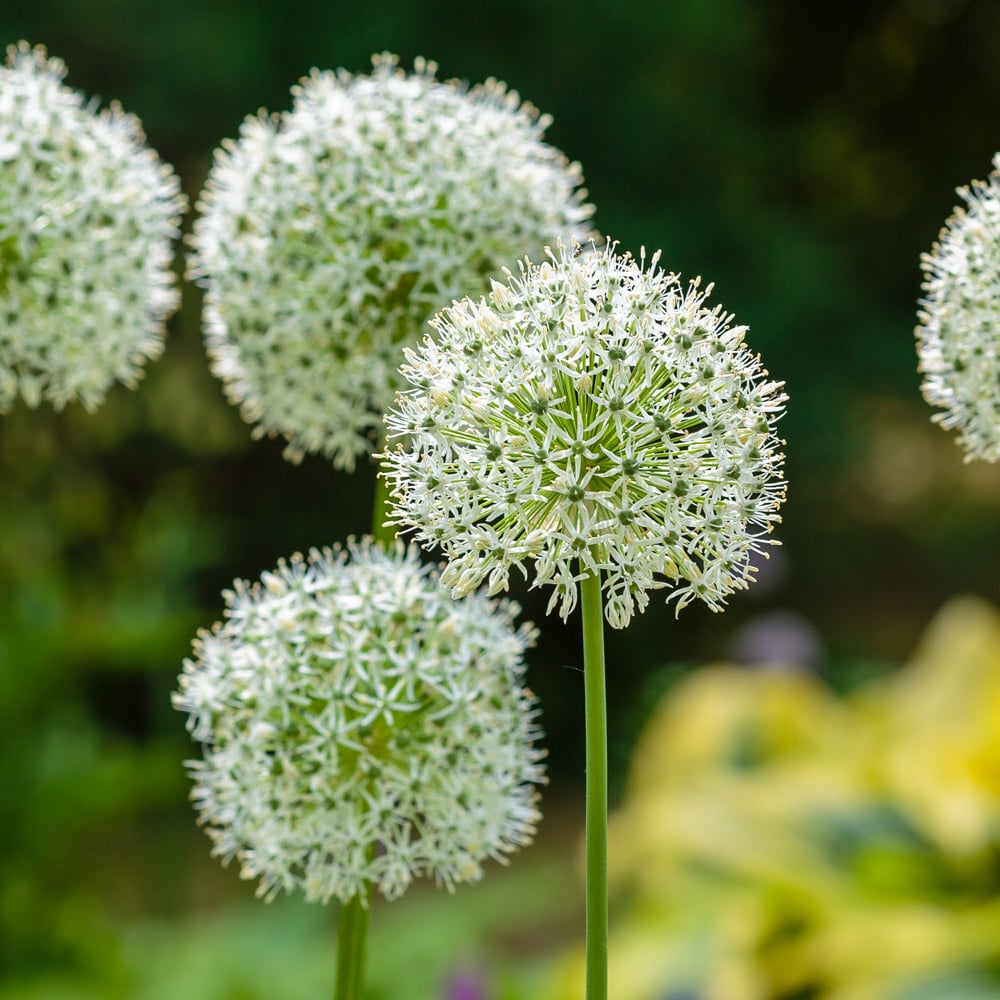 Allium stipitatum 'White Giant'