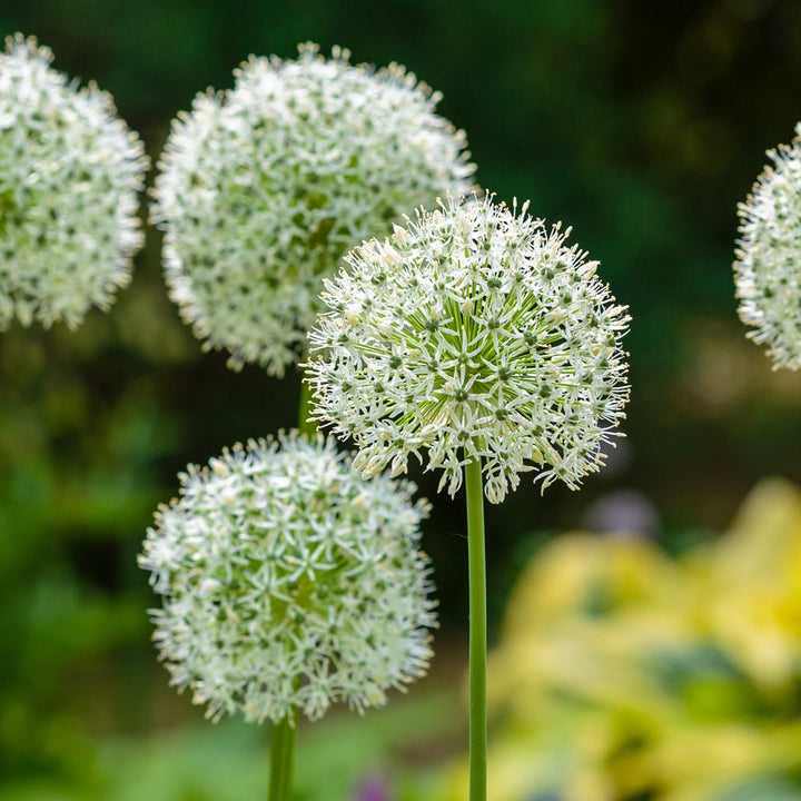 Allium stipitatum 'White Giant'