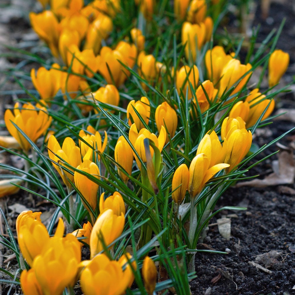 Crocus x luteus 'Golden Yellow'
