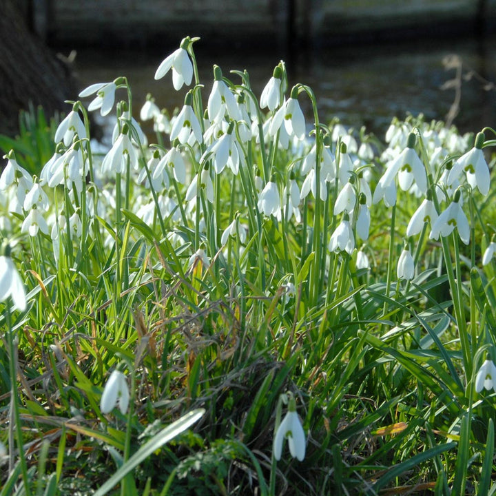 Galanthus nivalis