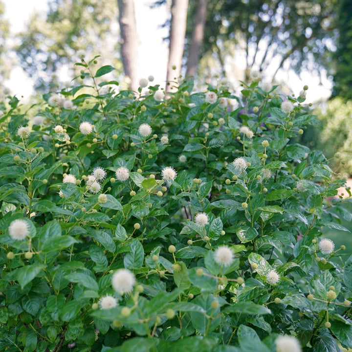Cephalanthus occidentalis Sugar Shack®
