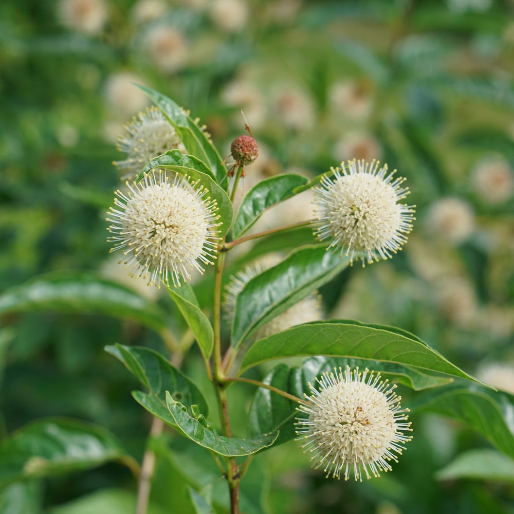 Cephalanthus occidentalis Sugar Shack®