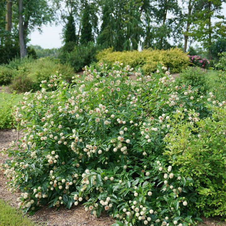 Cephalanthus occidentalis Sugar Shack®