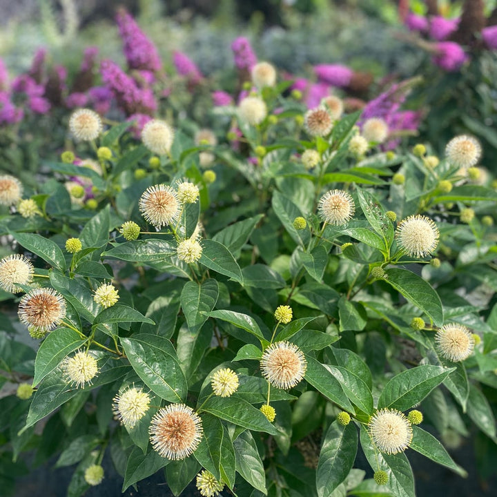 Cephalanthus occidentalis Sugar Shack®