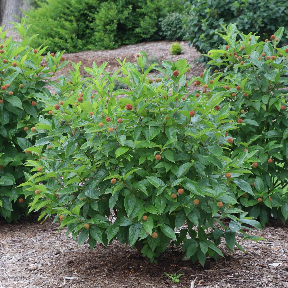 Cephalanthus occidentalis Sugar Shack®