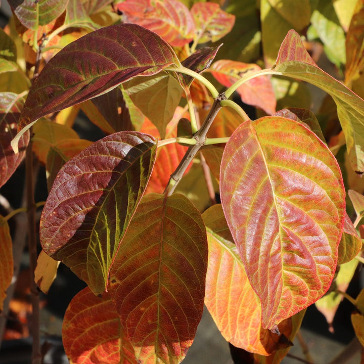 Cephalanthus occidentalis Sugar Shack®