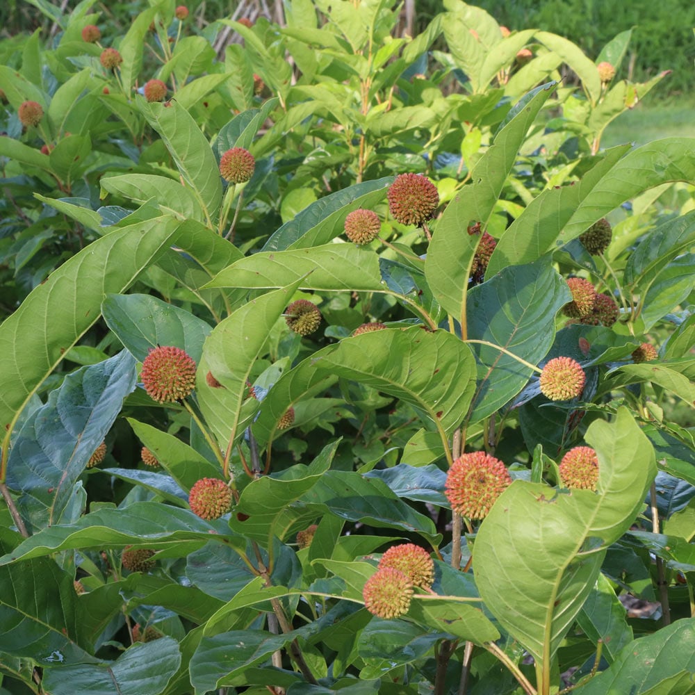 Cephalanthus occidentalis Sugar Shack®