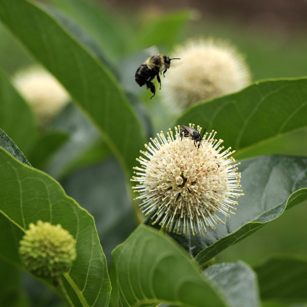 Cephalanthus occidentalis Sugar Shack®