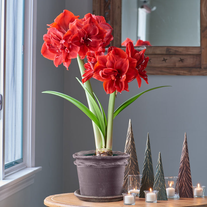 Amaryllis 'Red Toro,' one bulb in Double Piecrust Pot