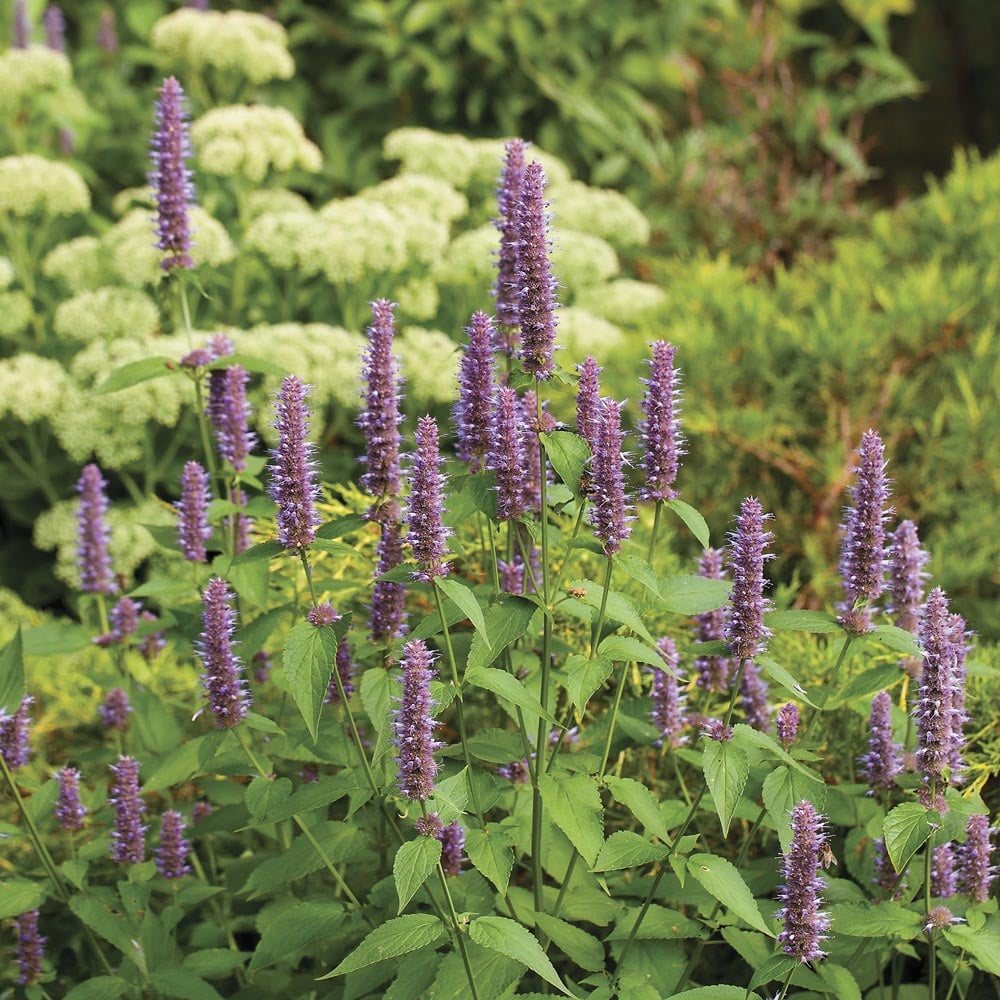 Agastache foeniculum